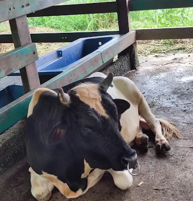 Aves World 农的传人 – Petting Zoo in Ulu Beranang